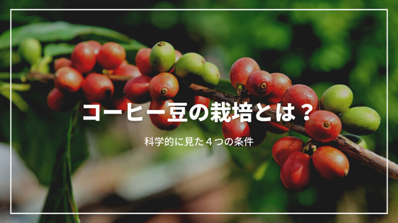 コーヒー豆の栽培とは？科学的に見た4つの生育条件を簡単に解説