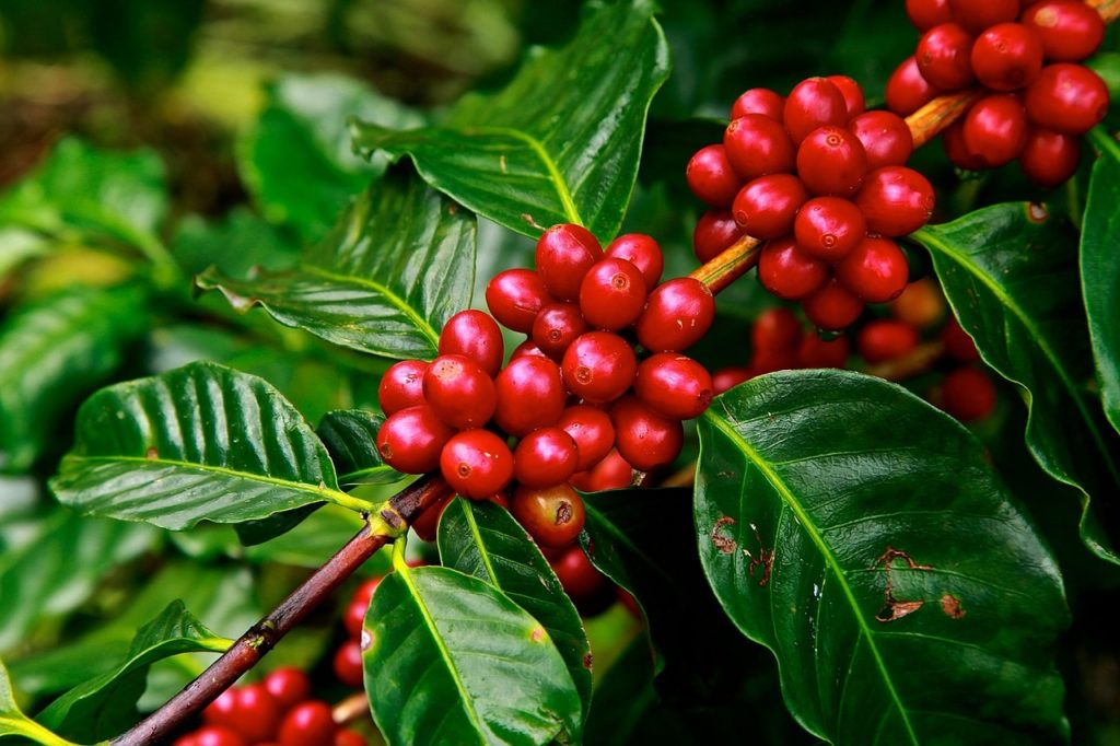 コーヒー豆の栽培とは？科学的に見た4つの生育条件を簡単に解説
