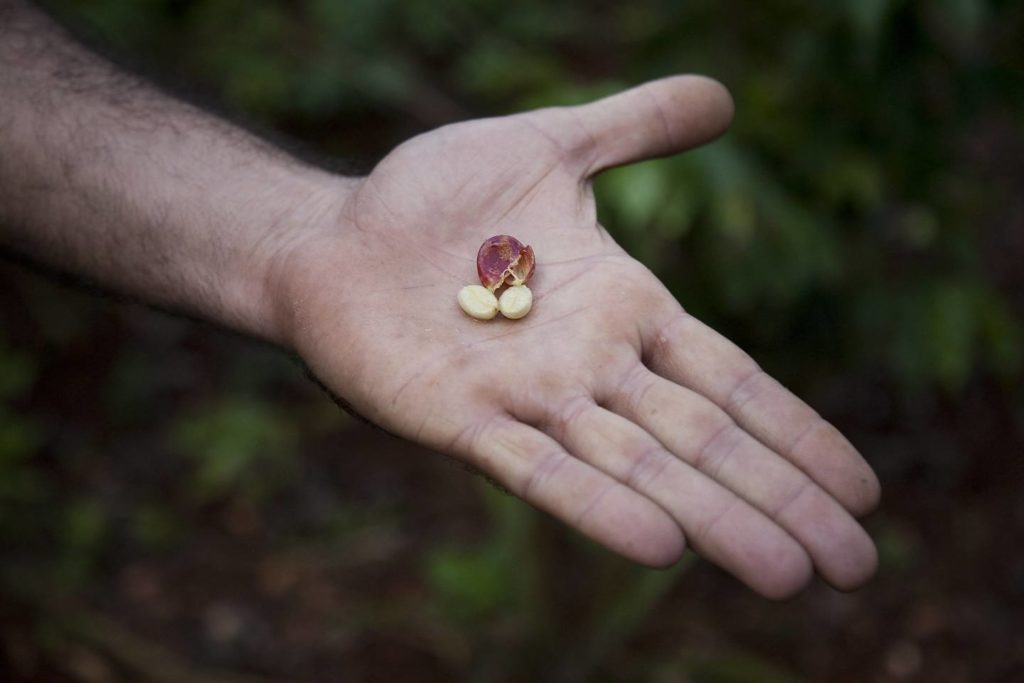 コーヒー豆の栽培条件は科学的に4つある