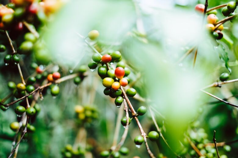 コーヒーの花が散ると緑の小さな実になる