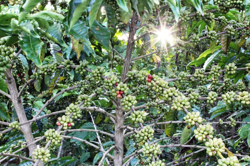 アフリカのコーヒー生産量