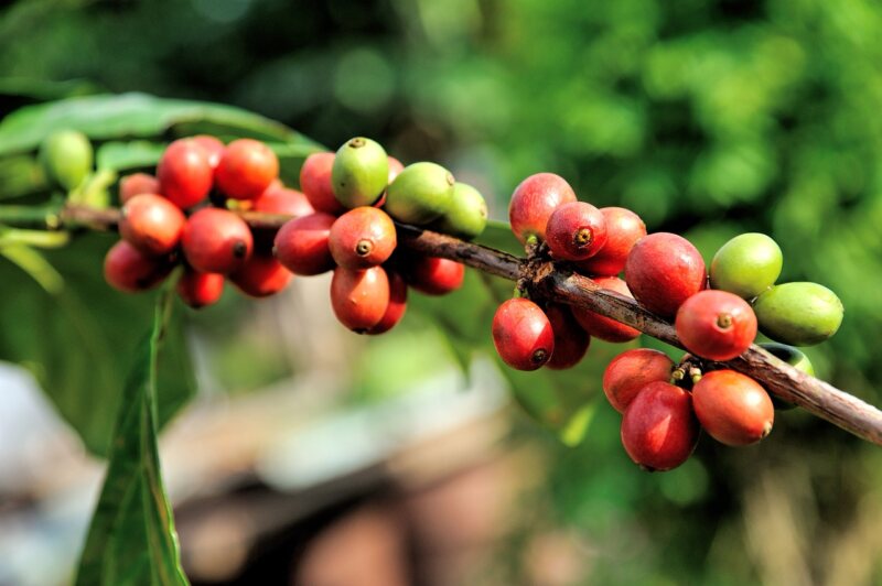 ドミニカ共和国産コーヒー豆の栽培方法