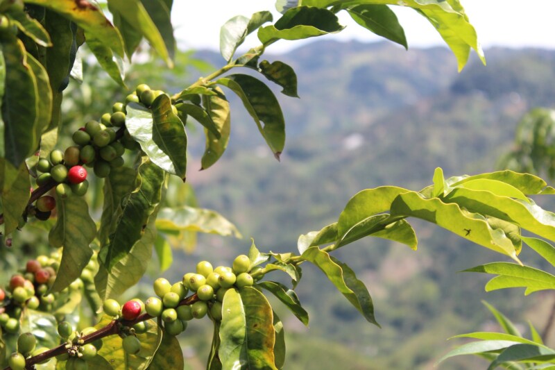 2. ブラジル産のコーヒー豆