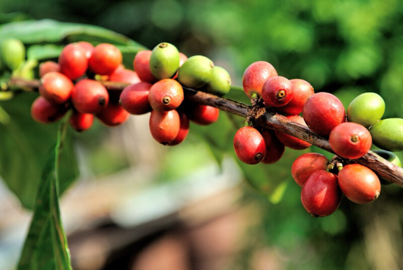 エクアドル産コーヒー豆の品種と産地
