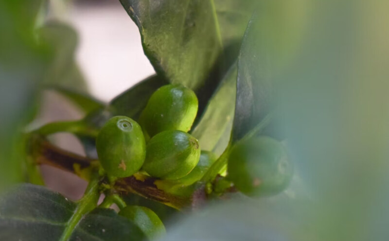 エクアドル産コーヒー豆の栽培環境