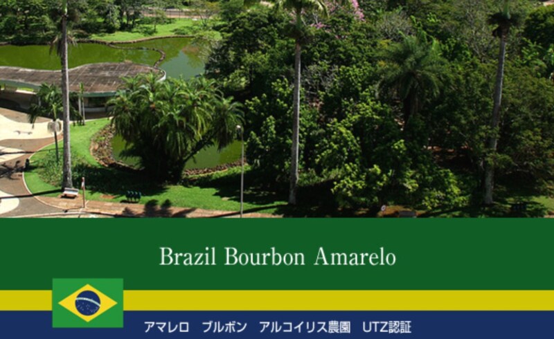12位. 甘みとコクの調和が絶妙「アマレロ ブルボン アルコイリス農園 UTZ認証」