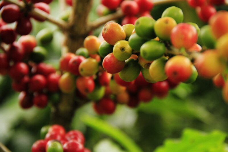 ベトナム産コーヒー豆の品種