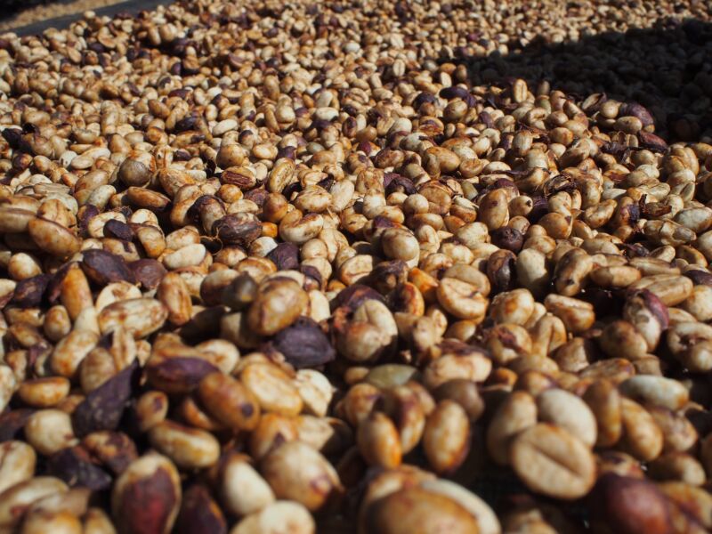 コーヒーの「ハニープロセス」とは？味わいの特徴やコーヒー豆を紹介