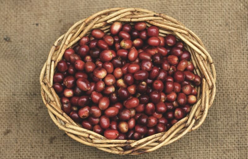タンザニア産コーヒー豆の特徴
