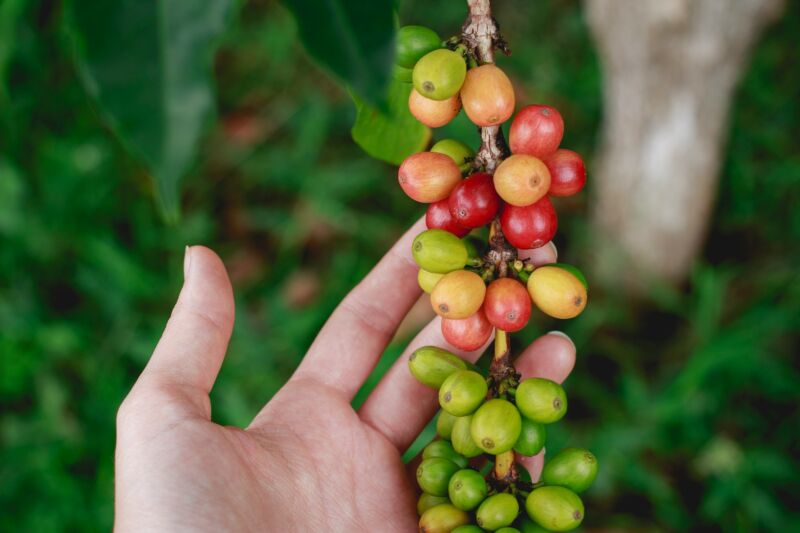 上質なアラビカ種のコーヒー豆を使用